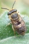 Megachile