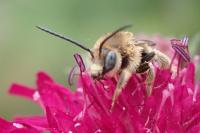 Tetralonia malvae