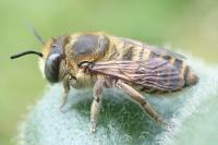 Megachile