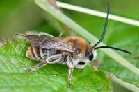 Eucera
