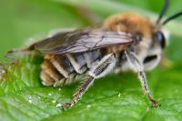 Eucera