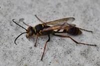 Sceliphron curvatum