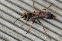 Sceliphron curvatum