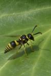Ancistrocerus