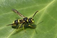 Ancistrocerus