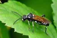 Macrophya duodecimpunctata