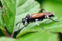 Macrophya duodecimpunctata