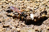 Sceliphron caementarium