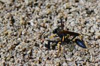 Sceliphron caementarium