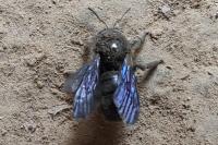 Xylocopa