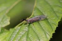 Subilla confinis