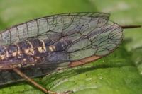 Subilla confinis