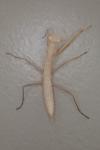 Mantis religiosa