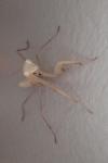 Mantis religiosa