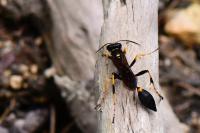 Sceliphron caementarium