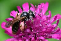 Andrena hattorfiana