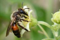 Andrena florea