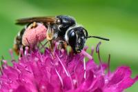 Andrena hattorfiana