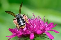 Andrena hattorfiana