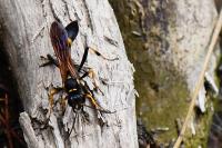Sceliphron caementarium