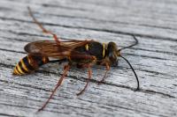 Sceliphron curvatum