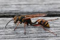 Sceliphron curvatum