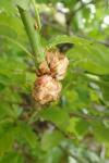 Biorhiza pallida