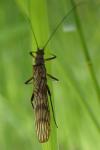 Brachyptera risi