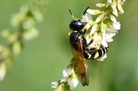 Philanthus coronatus