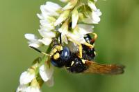Philanthus coronatus