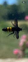 Scoliidae