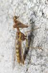 Mantispa styriaca