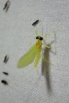 Heptagenia sulphurea