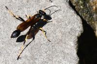 Sceliphron caementarium