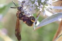 Leucospis sinensis