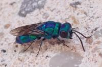 Chrysis indigotea
