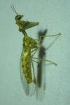 Mantispa styriaca