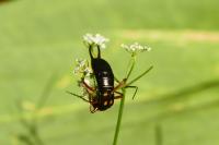 Anechura bipunctata
