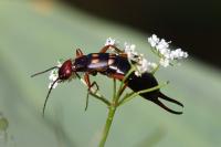 Anechura bipunctata