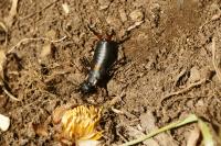 Anechura bipunctata