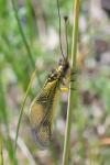 Libelloides longicornis