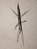 Clonopsis gallica