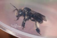 Macropis europaea