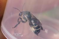 Macropis europaea