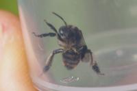 Macropis europaea
