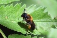 Andrena bicolor
