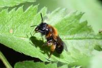 Andrena bicolor