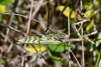 Empusa pennata