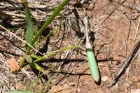 Empusa pennata