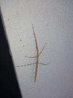 Clonopsis gallica